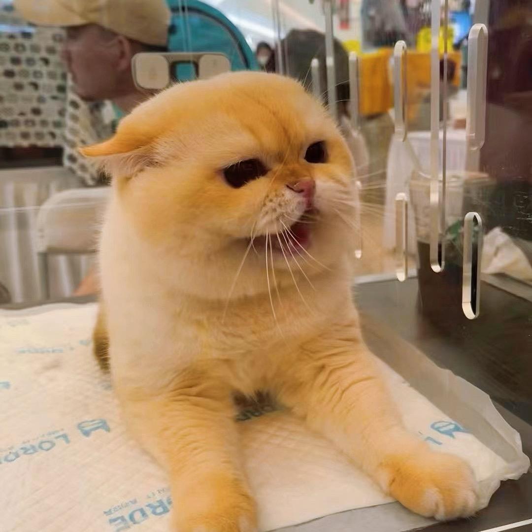 美妞儿爱猫猫