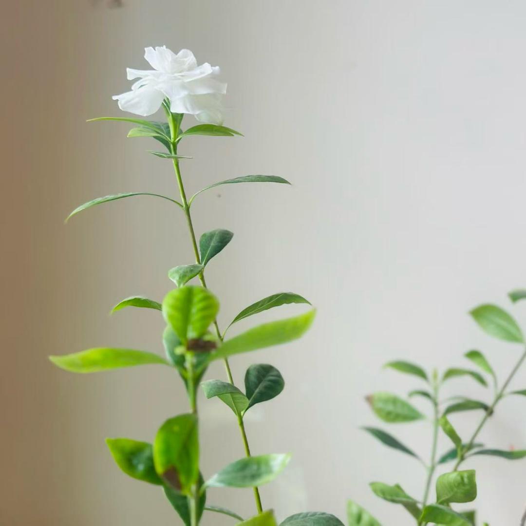 济宁宝威爱心幼儿园田田老师