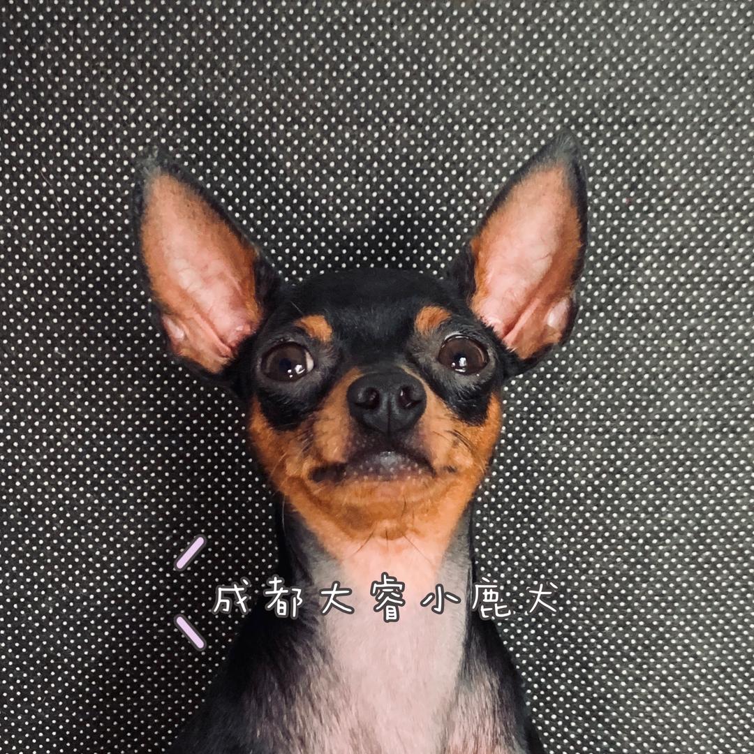 大睿家的小鹿犬