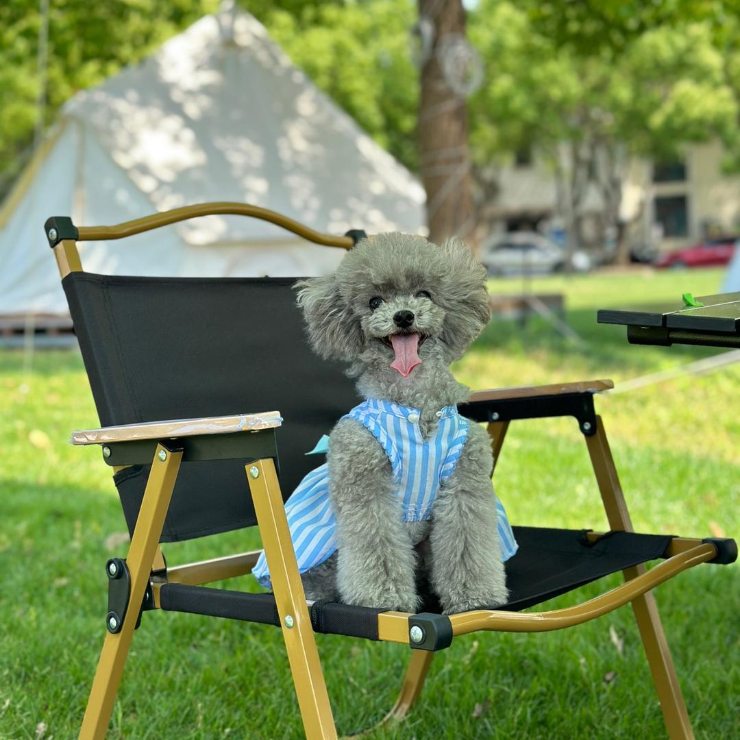 大猫 宠物“整容”师