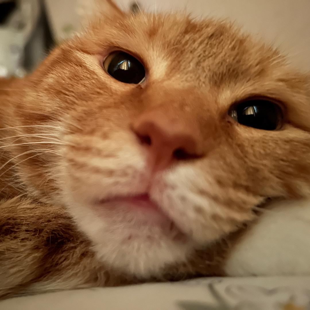 蟑螂恶霸大战蝎子莱莱🦂