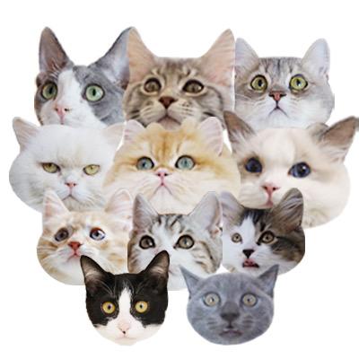我和我的猫同事们