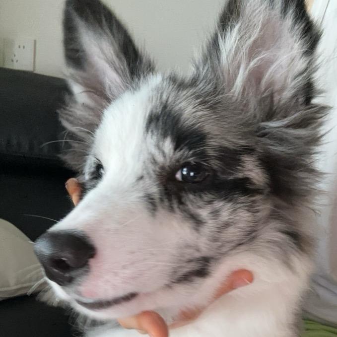 是黄律不是黄绿