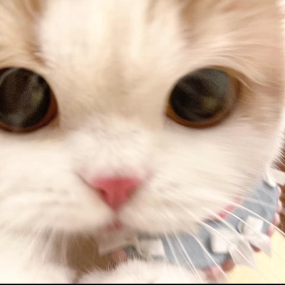 呆呆渔