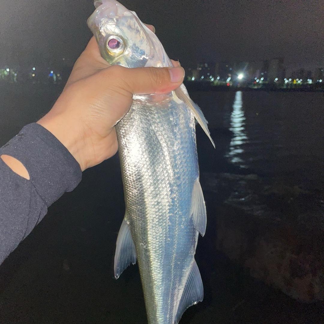 资深钓鱼佬