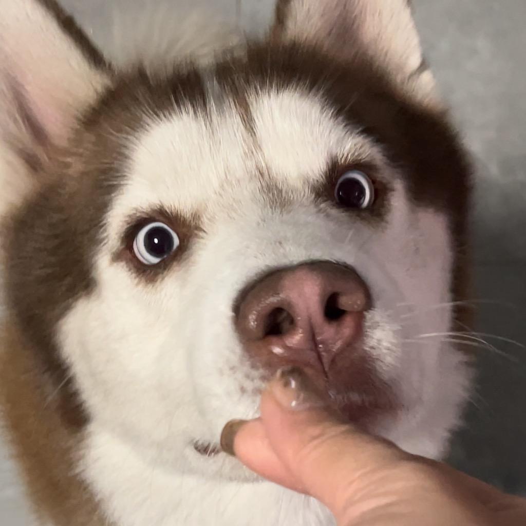 整狗专家🚼💭