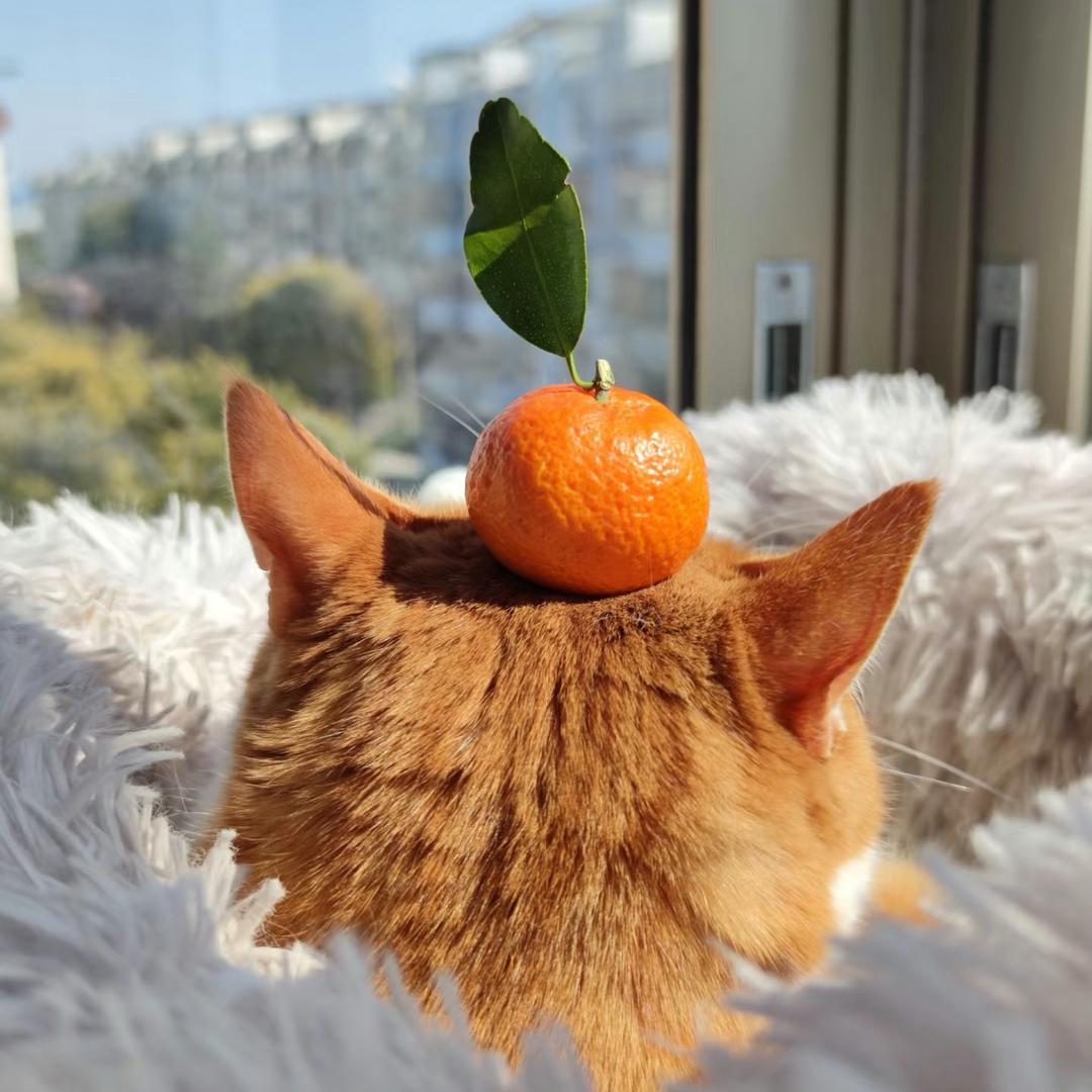 柑橘🍊