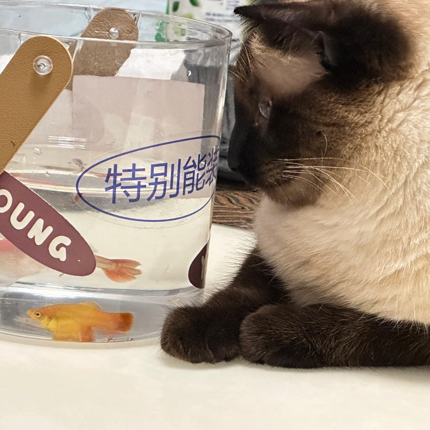 煤球是个姑娘