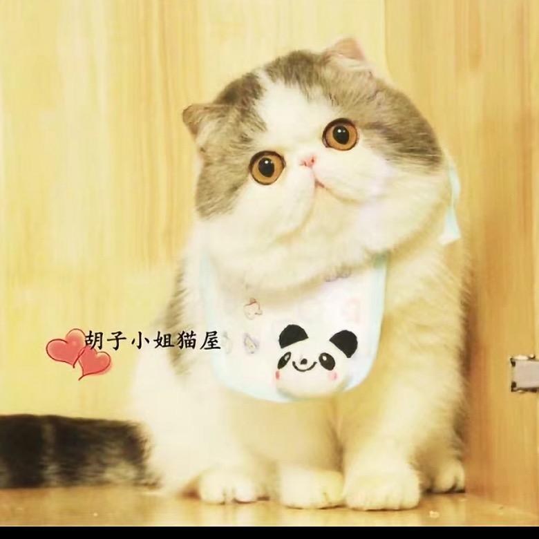 胡子小姐猫屋加菲猫舍