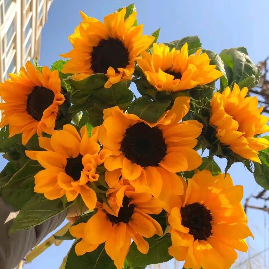 天 天 不 上 班🌼