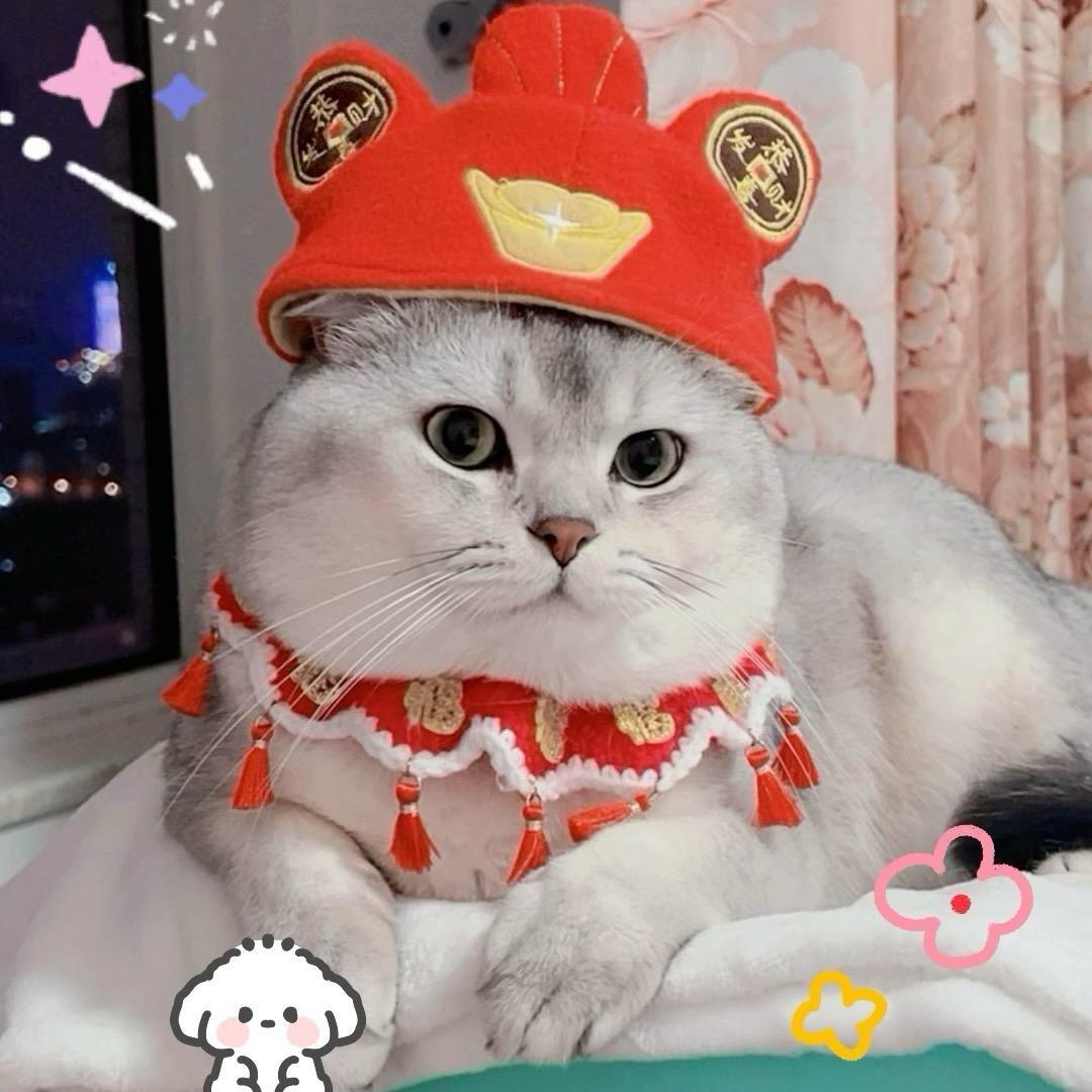 多米很治愈🔥🌲