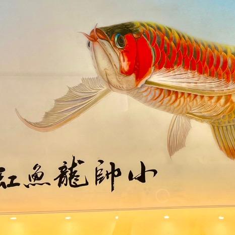 刘小帅水族工作室