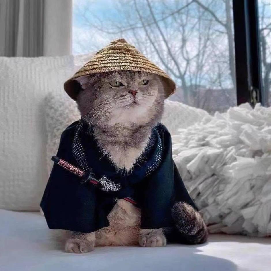 🌈赛博二猫
