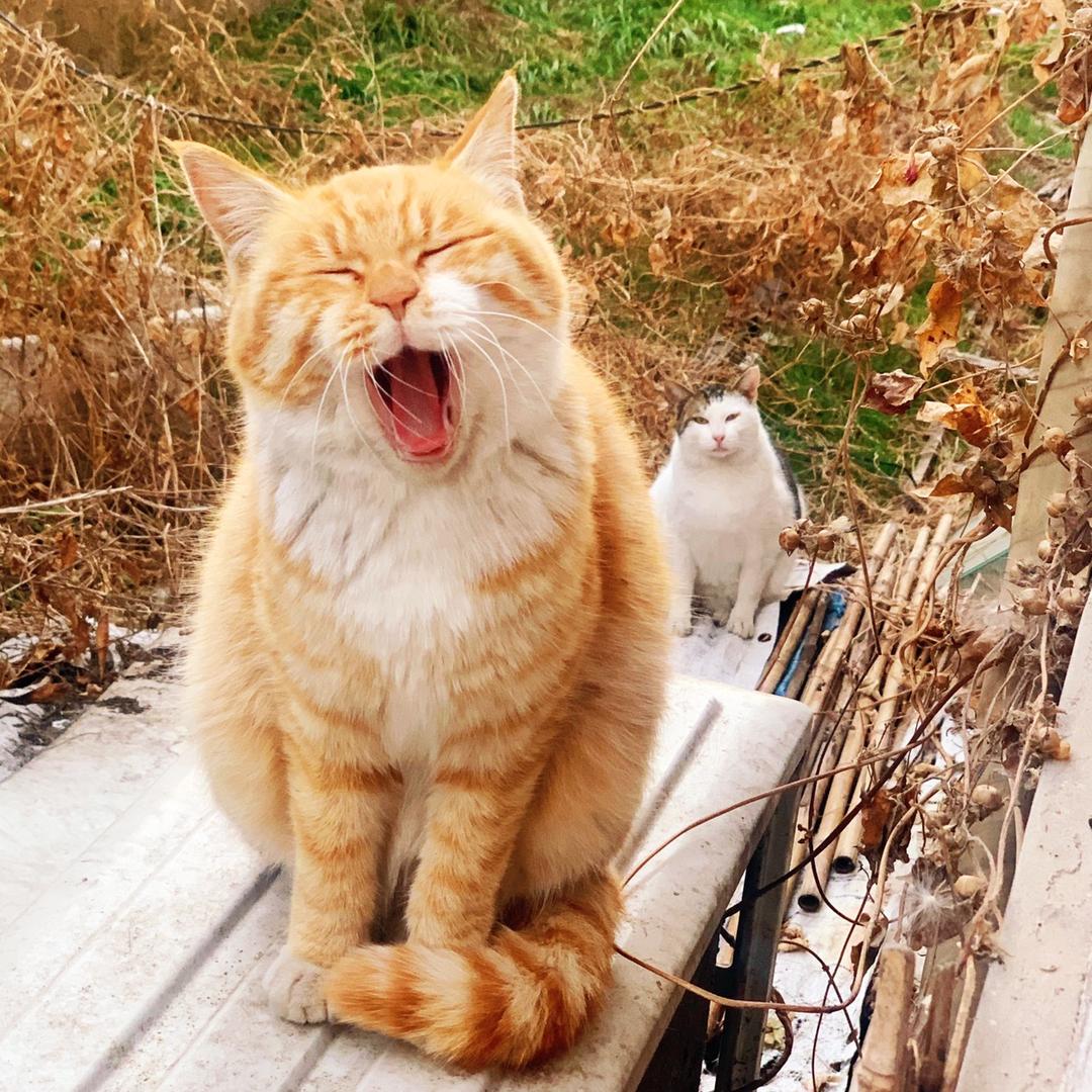 藏猫猫