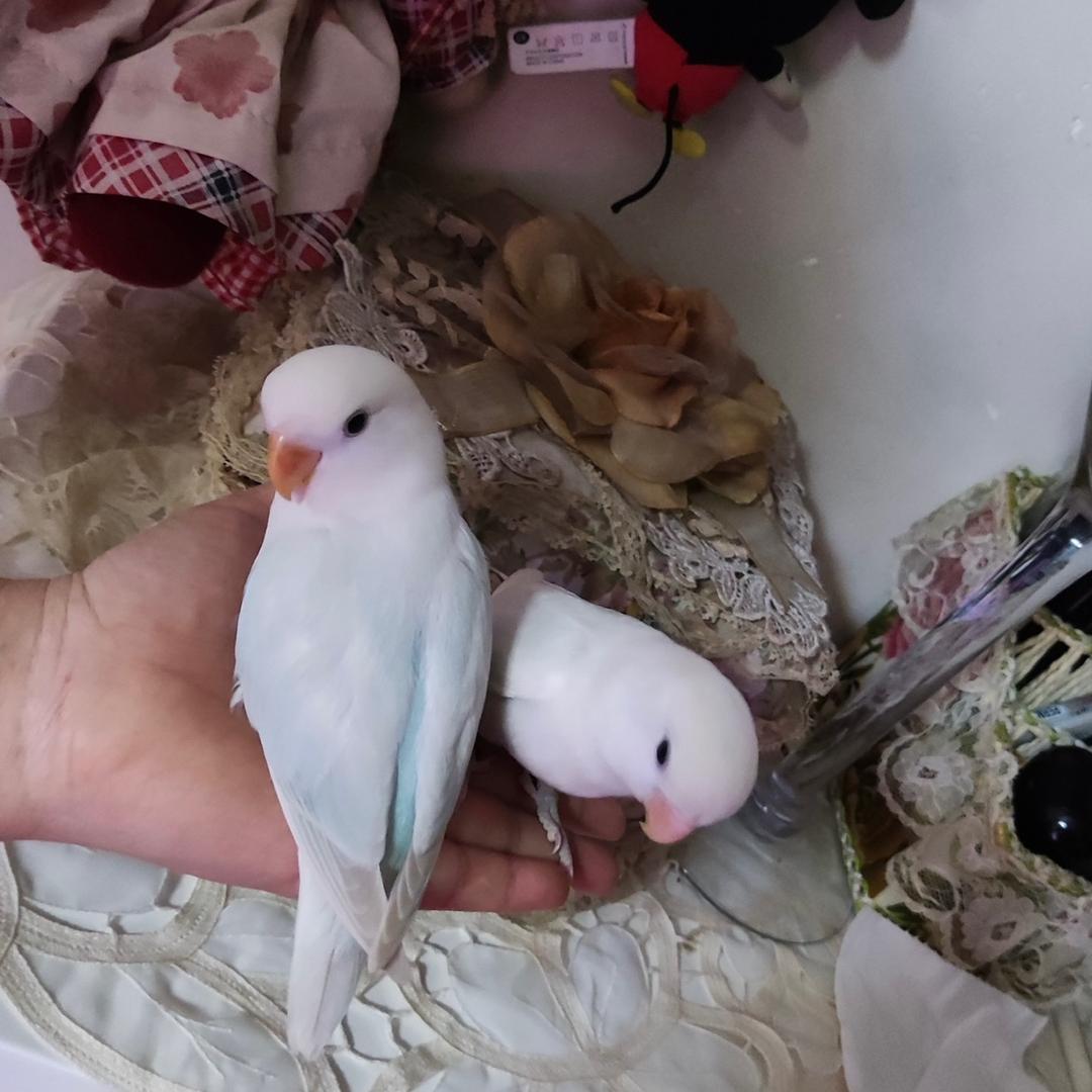 鹦鹉乐园🦜手养鹦鹉🦜