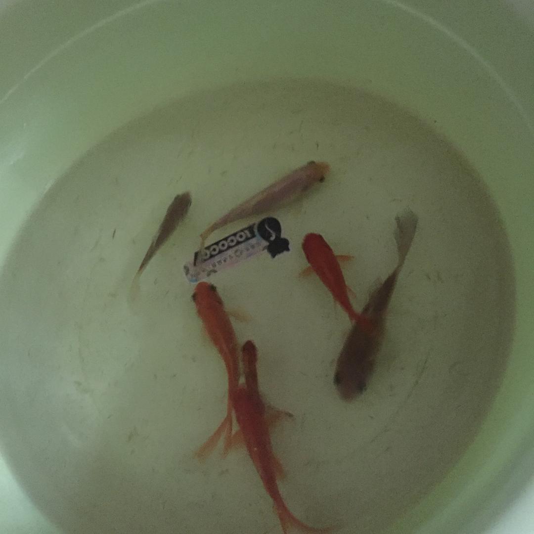 阿虎