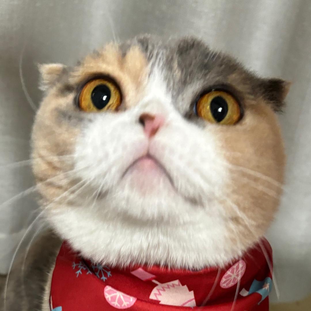 亲亲抱抱举糕糕