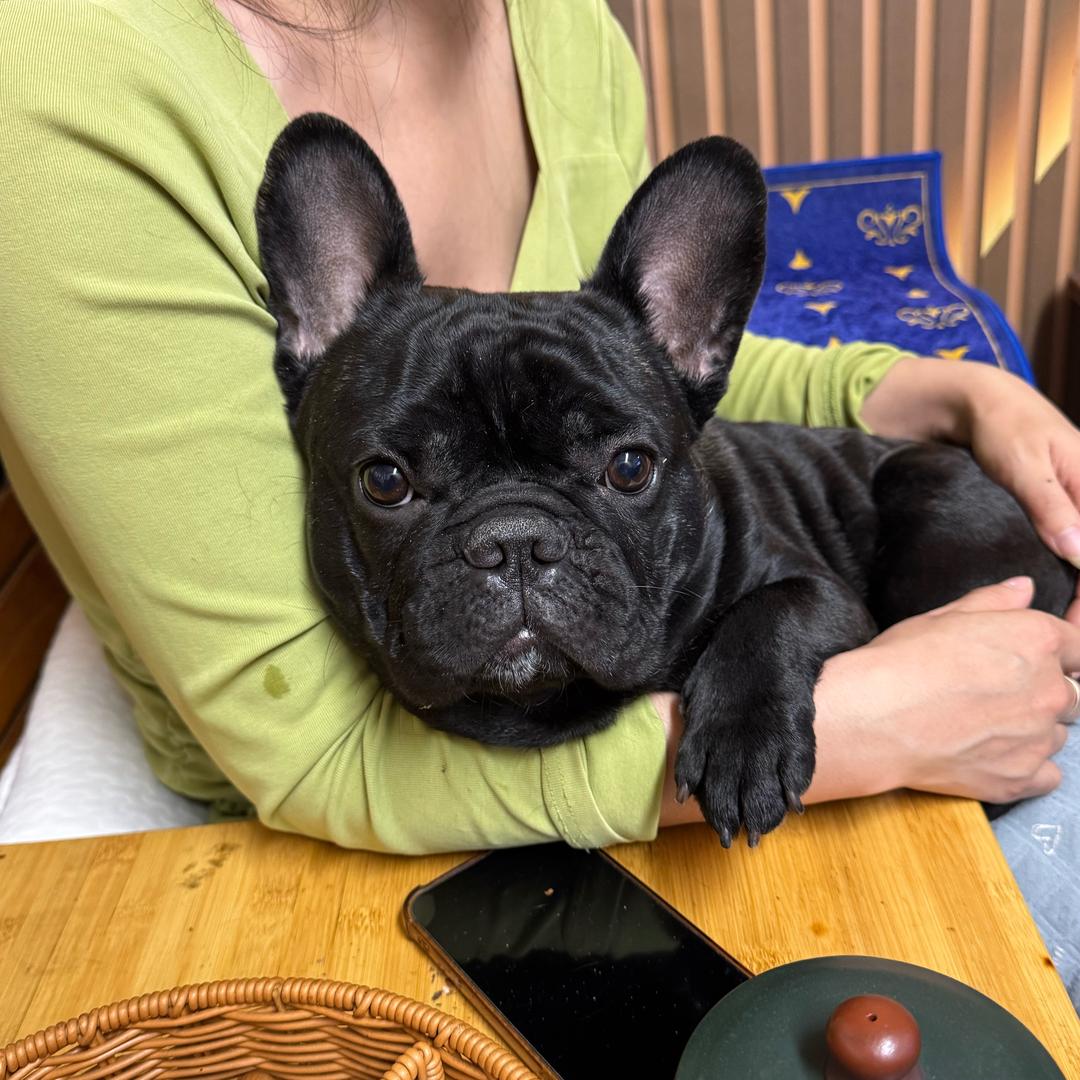 招财狗の小幸运