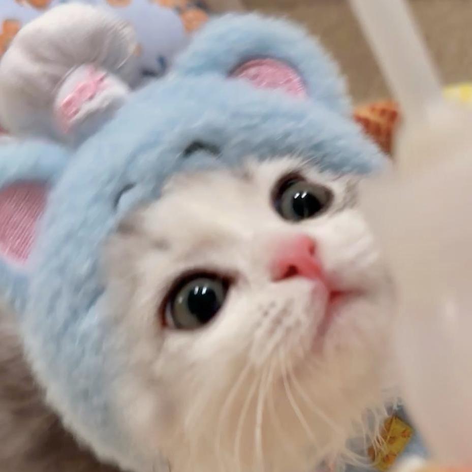 屁屁小猪酱