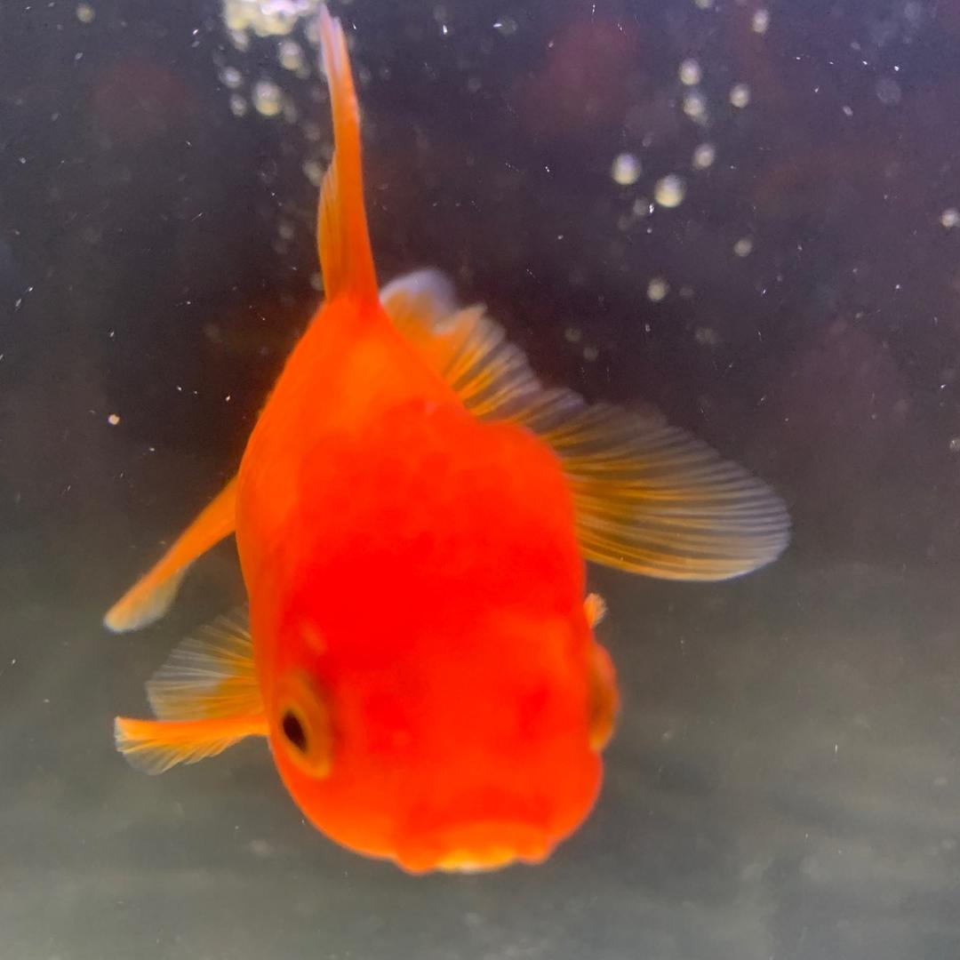 波妞的生活
