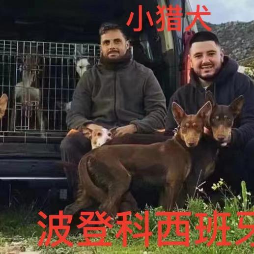 富平狼来了犬舍【西班牙小猎犬】嗅觉犬大队
