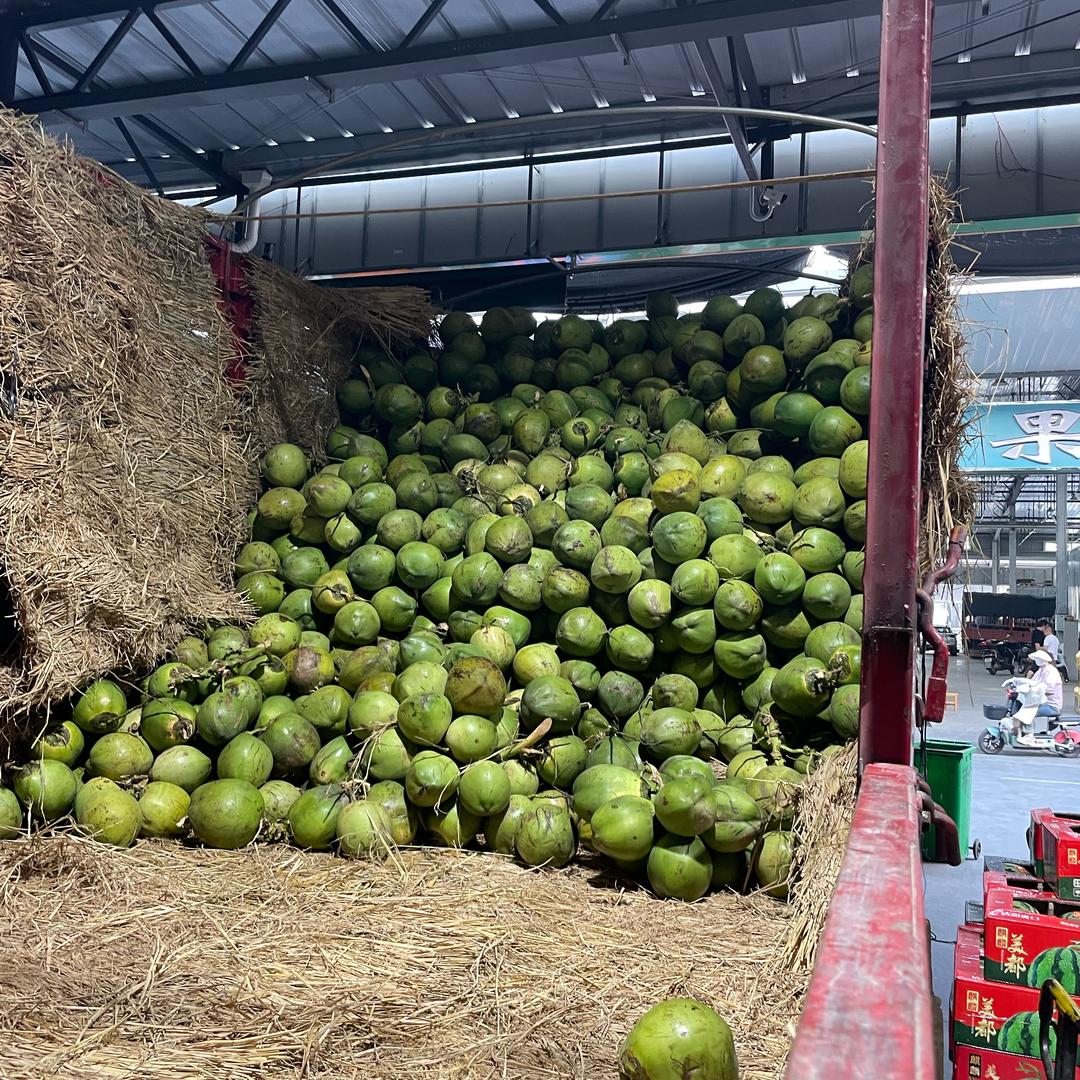 椰子🥥