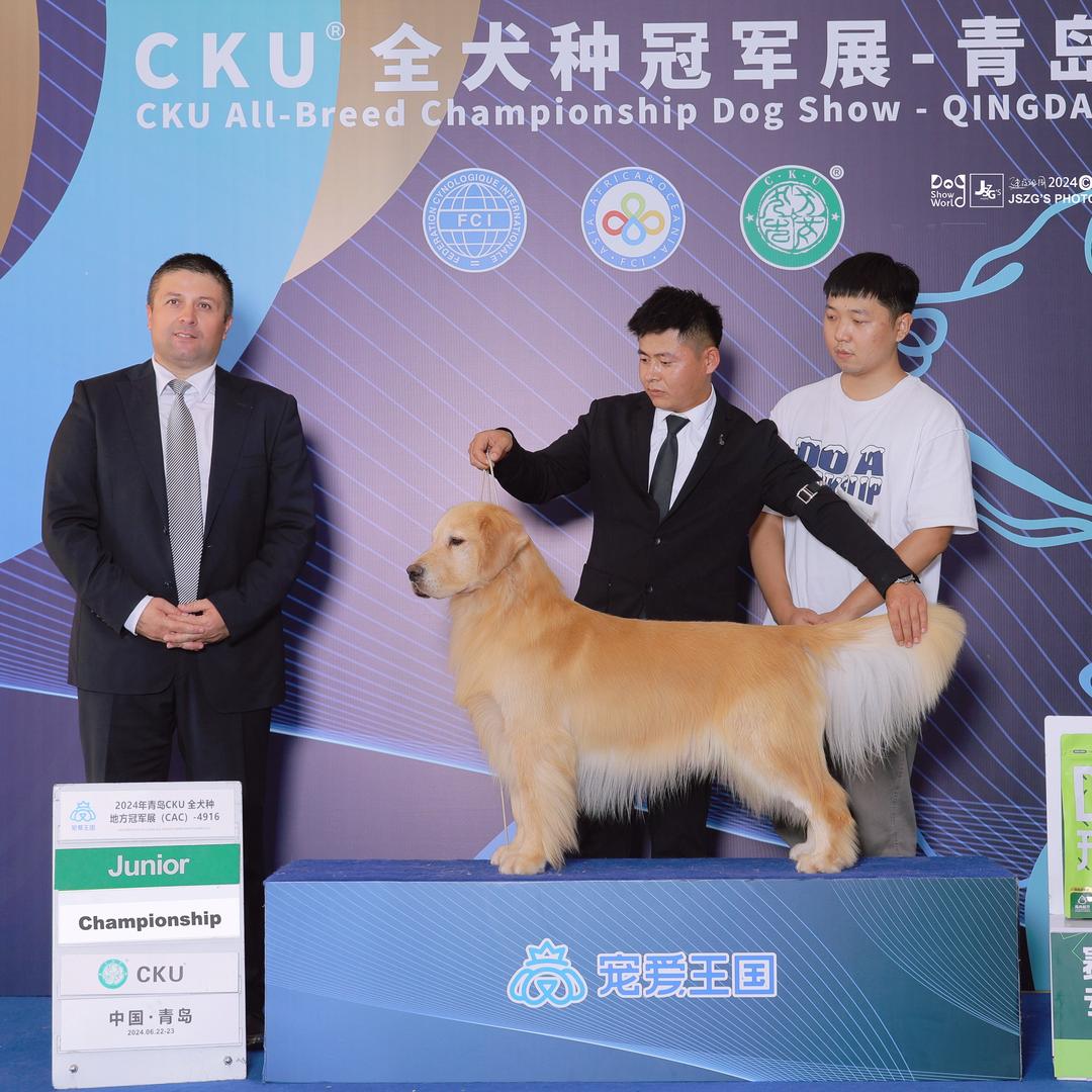 千辰金毛犬舍