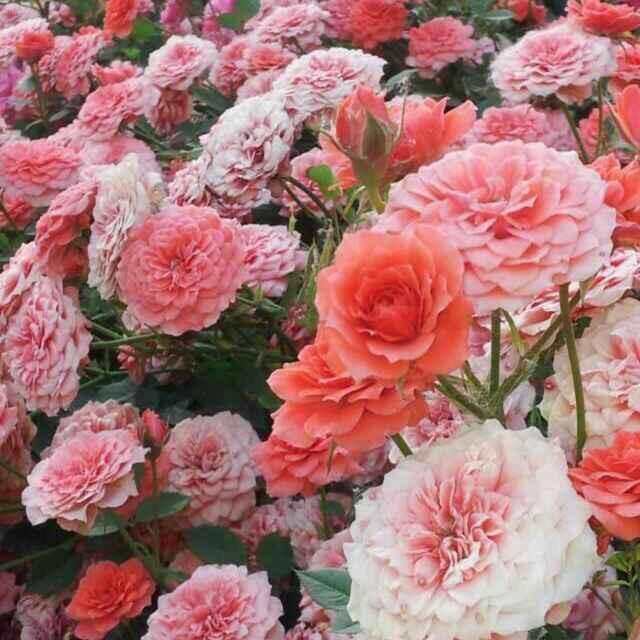 木子