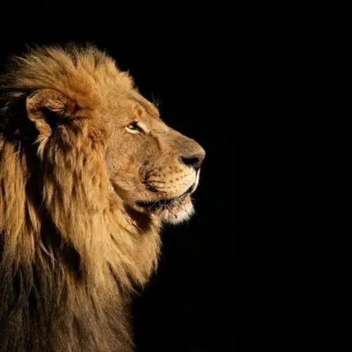 （Lion）