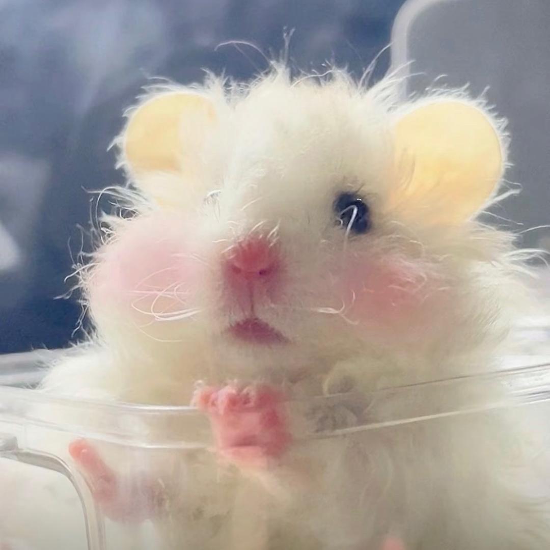 森语熊屋（出🐻）