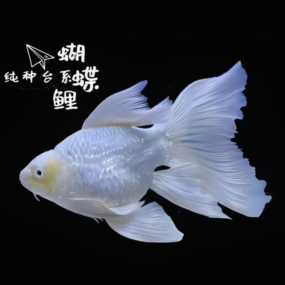 磊磊家的蝴蝶鲤