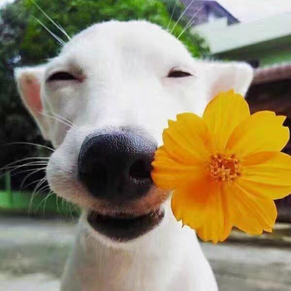 猪的哥哥