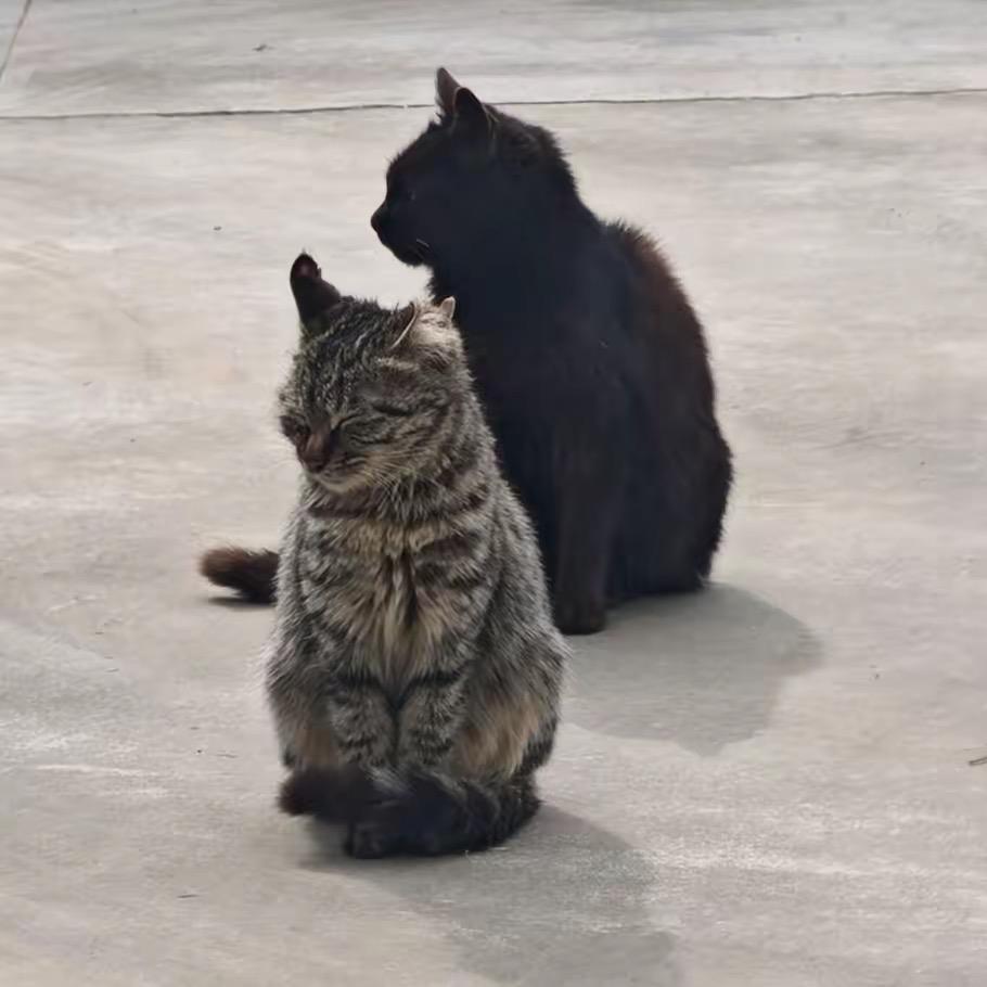 暴走宠物乐园Linda