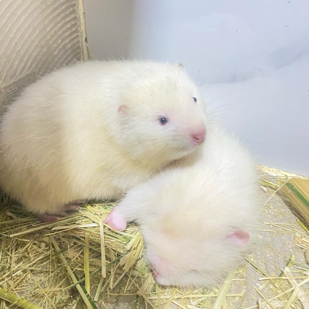 小罗_竹🐭_养殖