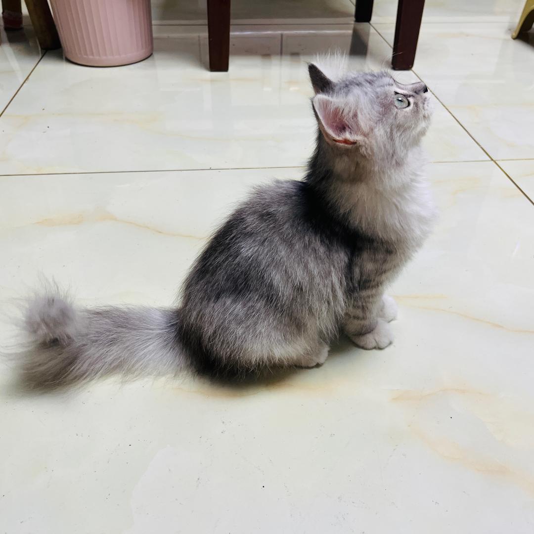 🐱十九.