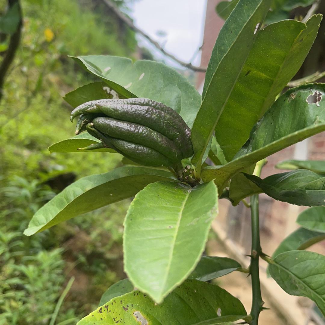 万玲，铁观音