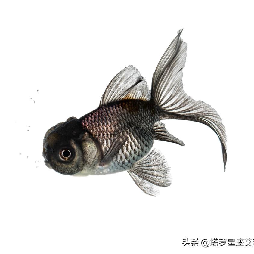 阿噗