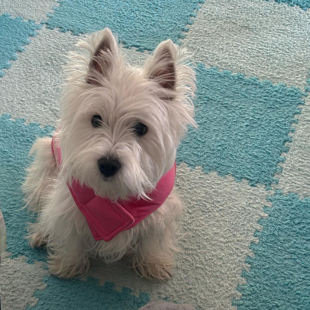 家有崔高地(dede)