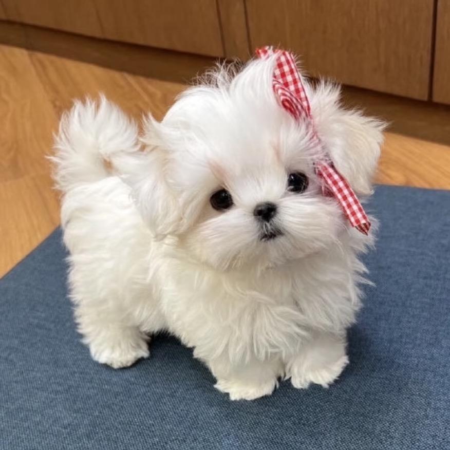盐盐熊