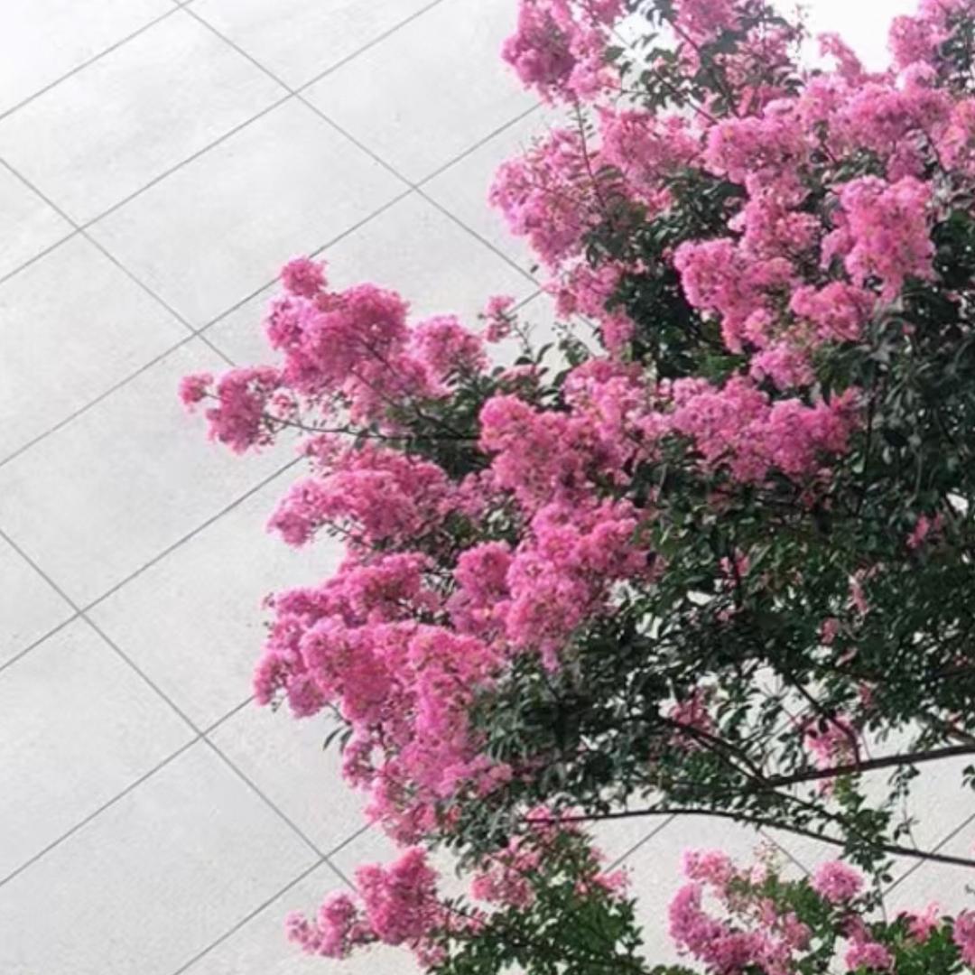A静🌸
