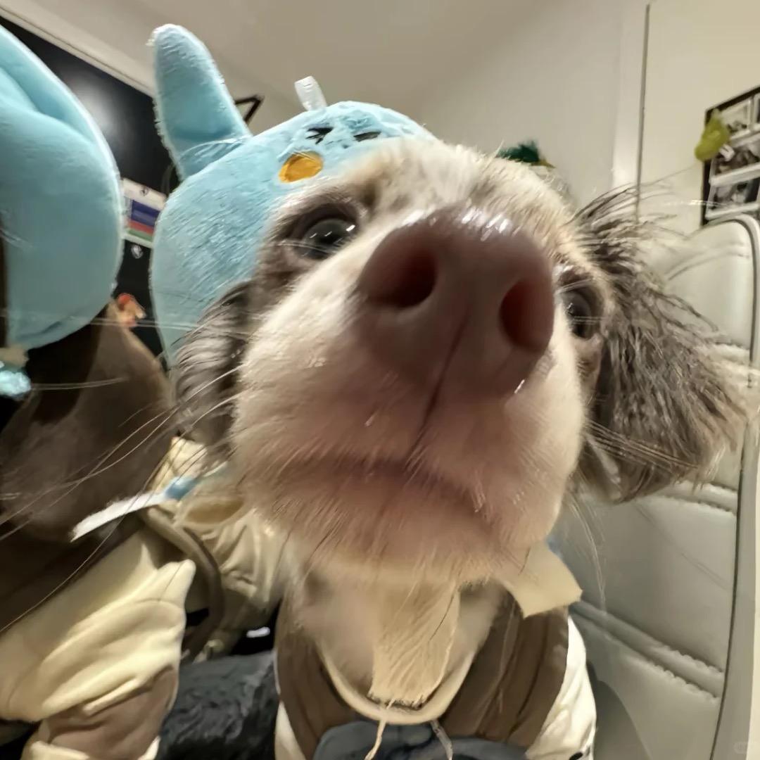 欧狸嘉