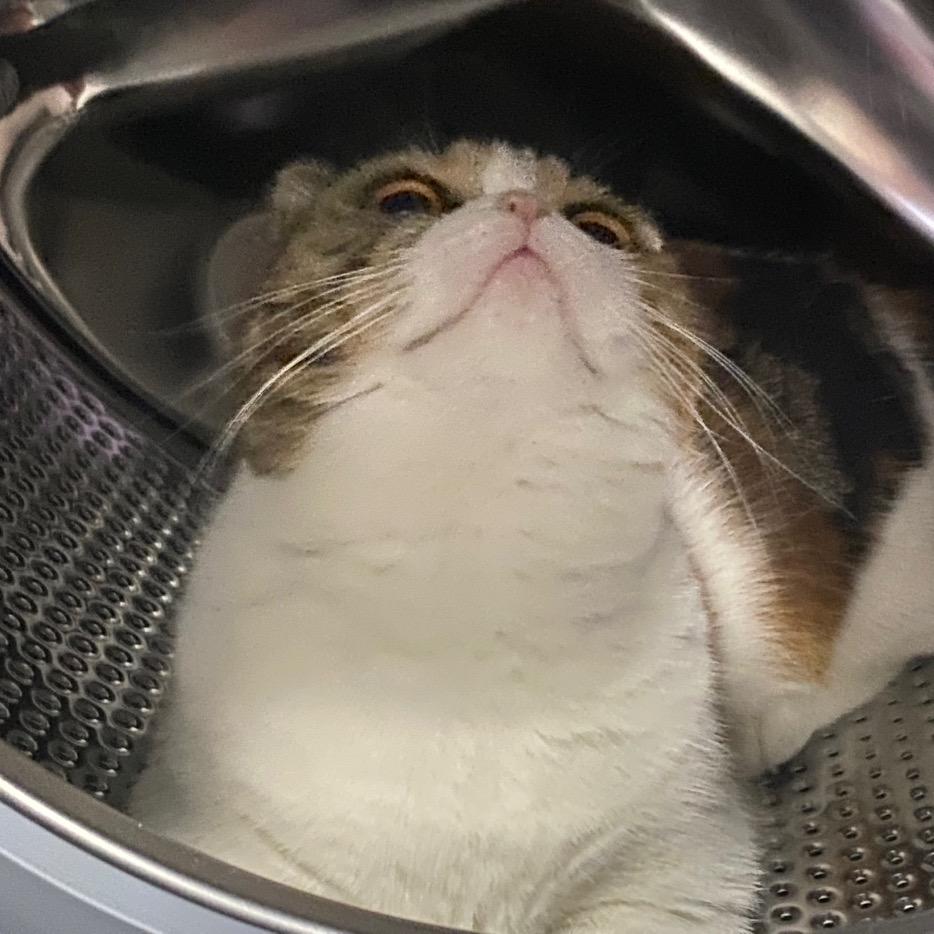 青衫衫