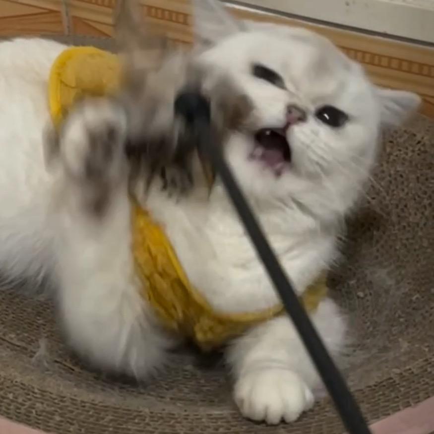 玫瑰和她的猫
