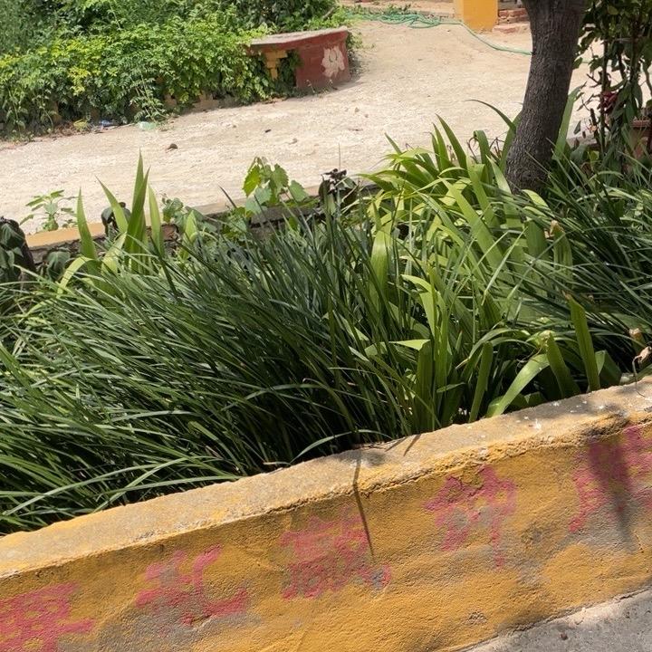 丫丫