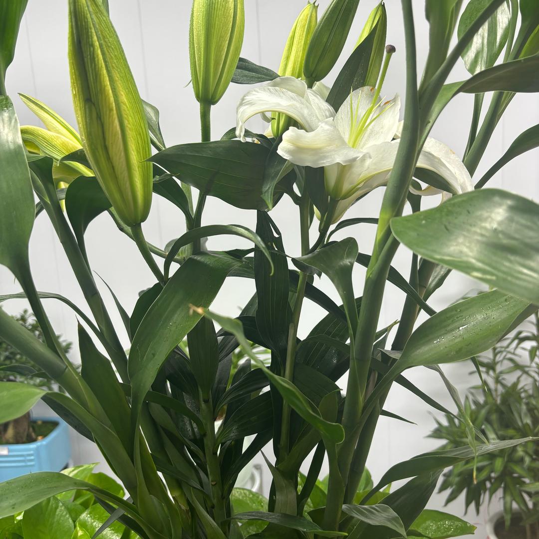 春意盎然绿植生活馆