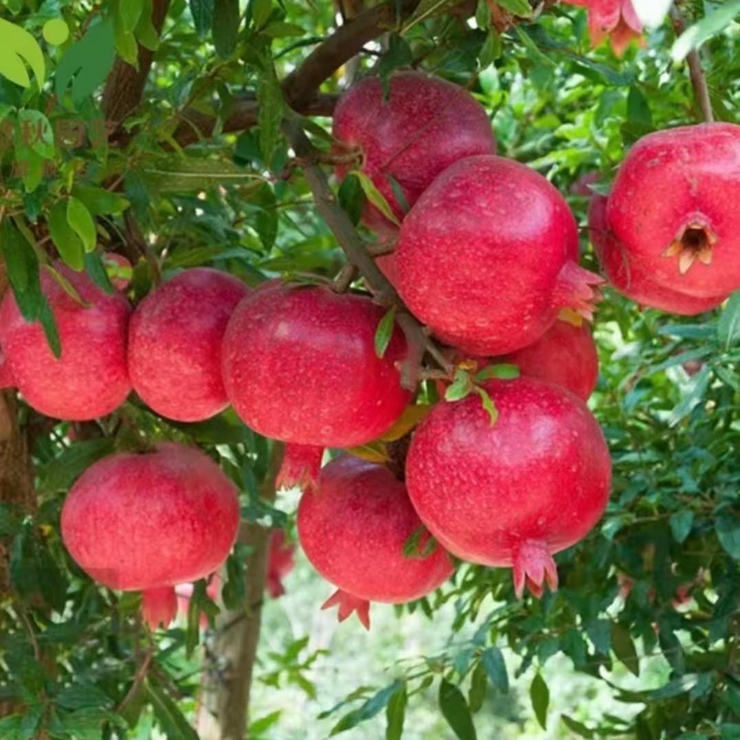 涛慧果树苗木专营店优选