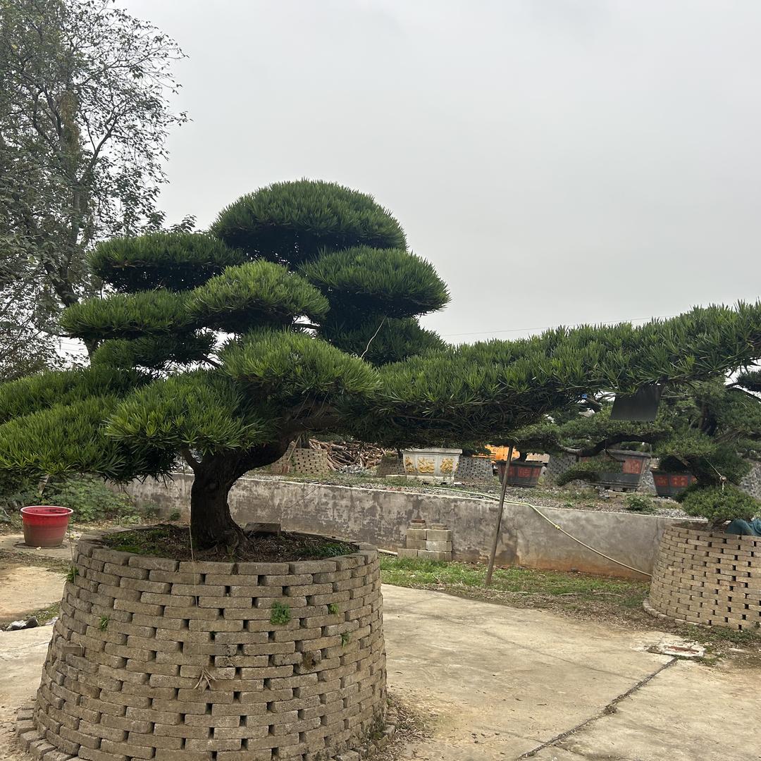 永盛园艺