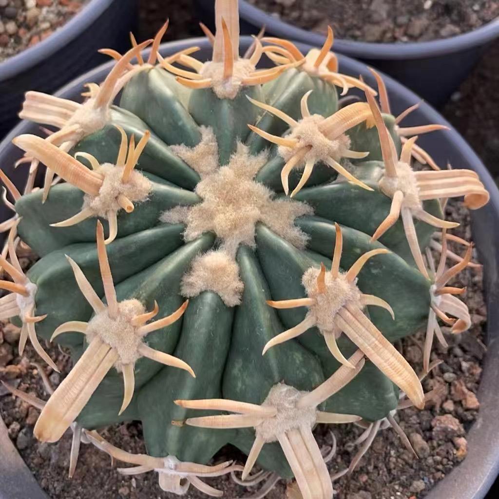 半仙姐姐仙人球