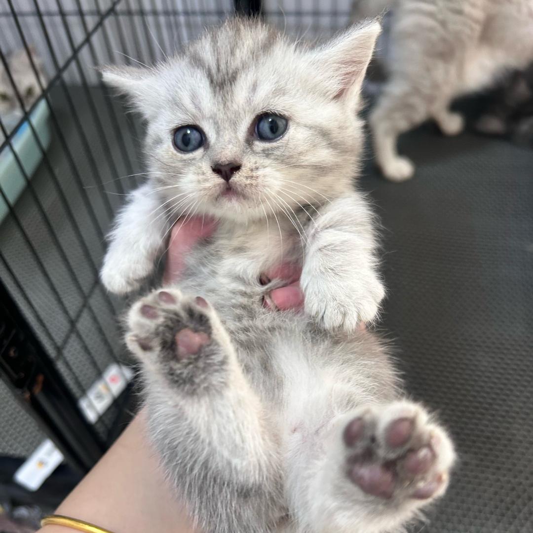 岳西县喵汪宠物店.