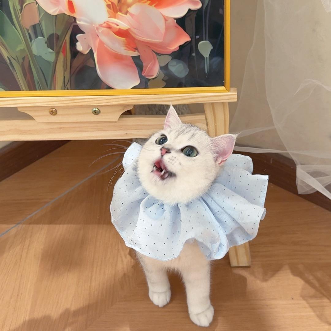 小陈不生气.
